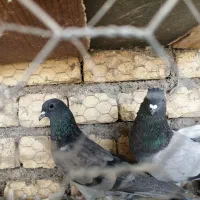 کبوتر دمگیر|پرنده|حبیب آباد, |دیوار