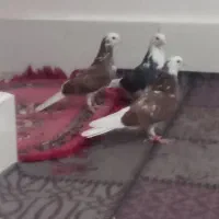 قیمت یک و پنصد|پرنده|زابل, |دیوار