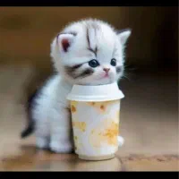 گربه پیدا شده