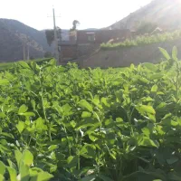 یونجه درجه ۱