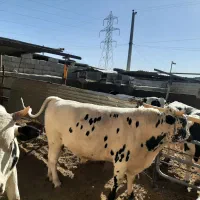 گوساله، دندان شکسته برای قربانی.
