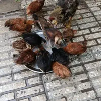 جوجه مرغ لری