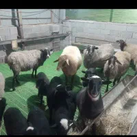 تعداد ۵۰راس بره رومانف ولاکن