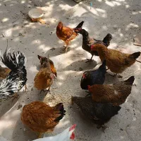 مرغ و خروس
