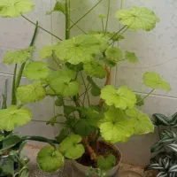 گل شمعدونی وبرگ بیدی