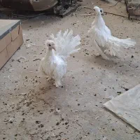کبوتر دم چطری