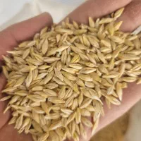 جوآبی بذری رقم جلگه