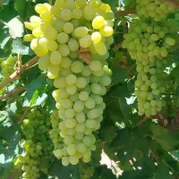 ۲۵۰ نهال انگور پاکتی