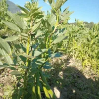 فروش مستقیم باقالی هفت بند سبز درجه یک