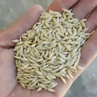 جو ایرانی