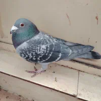 انواع پلاکی و جوجه پلاکی|پرنده|شهرضا, |دیوار