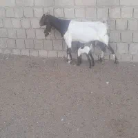 بز جوان با بیگ ماده|حیوانات مزرعه|دزفول, |دیوار