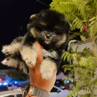 فروش پامر خرسی فنجونی  کمیاب