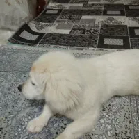 سگ اشپیز روباهی