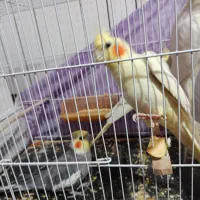 معاوظه عروس با سیستم ماشین