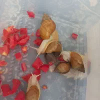 حلزوت اچاتینا البینو طبی برای صورت