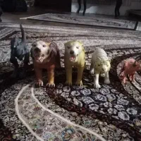 اسباب بازی حیوانات