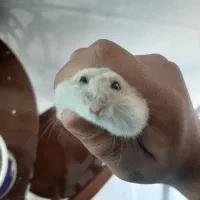 همستر کمپل ماده رنگ خاص