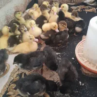 جوجه اردک اسرائیلی وجوجه مرغ محلی وجوجه قوغاز