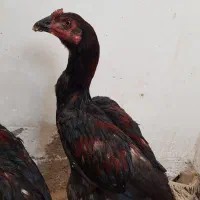 جوجه خروس لاری افغان