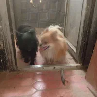 سگ پامر واگذاری|سگ|مشهد, امام خمینی|دیوار