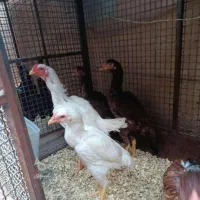 فروش لاری تاجمهر