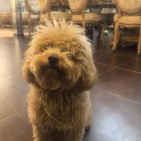 فروش پودل اصلی 8 ماهه|سگ|شاهین‌شهر, فردوسی|دیوار