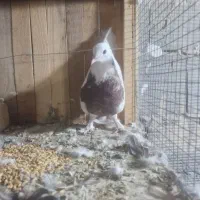 کبوتر یا کفتر طوقی|پرنده|قم, باجک یک|دیوار