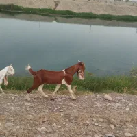 بز نر اصلی