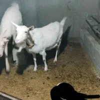 بز سانن شیرای اصل جوان آبستن زای اول