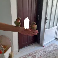 جوجه کوتوله فوق دستی