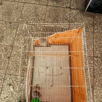 قفس  پرنده|لوازم جانبی حیوانات|قدس, شهر‌قدس|دیوار