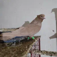 کله ای صرب و صوقی