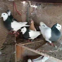 ۳عدد طوق فروشی