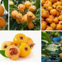 ازگیل ژاپنی تازه و خوشمزه