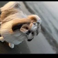 سگ شتیزو حرفه ایی|سگ|شیراز, دروازه قران|دیوار