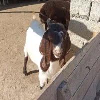 بز نز|حیوانات مزرعه|نمین, |دیوار