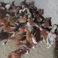 مرغ  تخمگذار