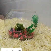 فروش انواع تنگ ماهی قرمز به صورت عمده|ماهی|قم, یزدانشهر|دیوار