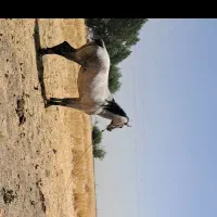 مادیان فروشی قیمت 40ملیون