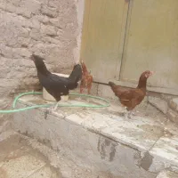 مرغ و خروس