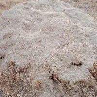 کاه گندم دیم