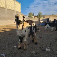 کوهه قوچ شهر کردی|حیوانات مزرعه|درودزن, |دیوار