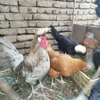 خروس لهستانی