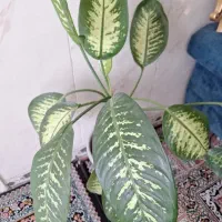 گل دیفن|گل و گیاه طبیعی|دینور, |دیوار