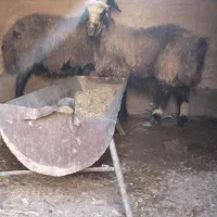 میش کیلویی ۲۵۰ تومان  بردسیر