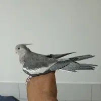 فروش عروس هلندی نر