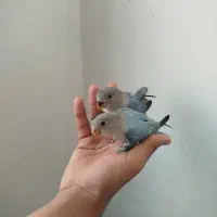 کوتوله جوجه