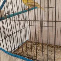 فروش دو عدد قناری|پرنده|تاکستان, |دیوار