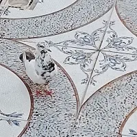 کبوتر دنبی|پرنده|شادگان, |دیوار